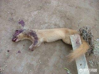 仙八色鸫是不是保护动物，为什么有的人对杀黄鼠狼比较忌讳