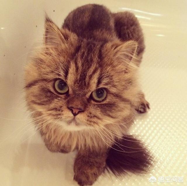 猫样少女:为什么有人说女孩子应该像猫咪一样？