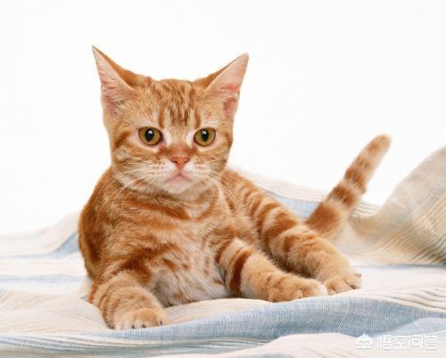 猫样少女:为什么有人说女孩子应该像猫咪一样？