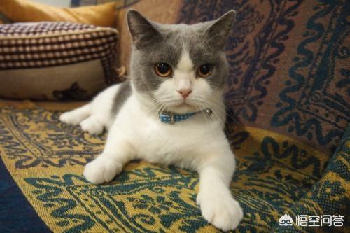 猫样少女:为什么有人说女孩子应该像猫咪一样？
