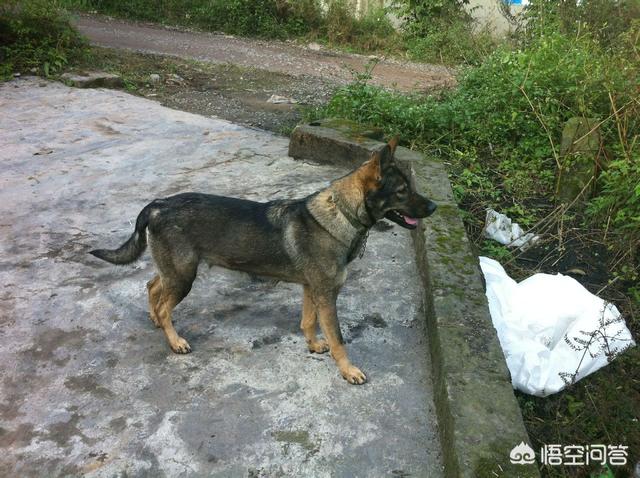 昆明狼犬凶猛吗:我国最优秀的狼犬是哪一种？ 法国狼犬凶猛吗