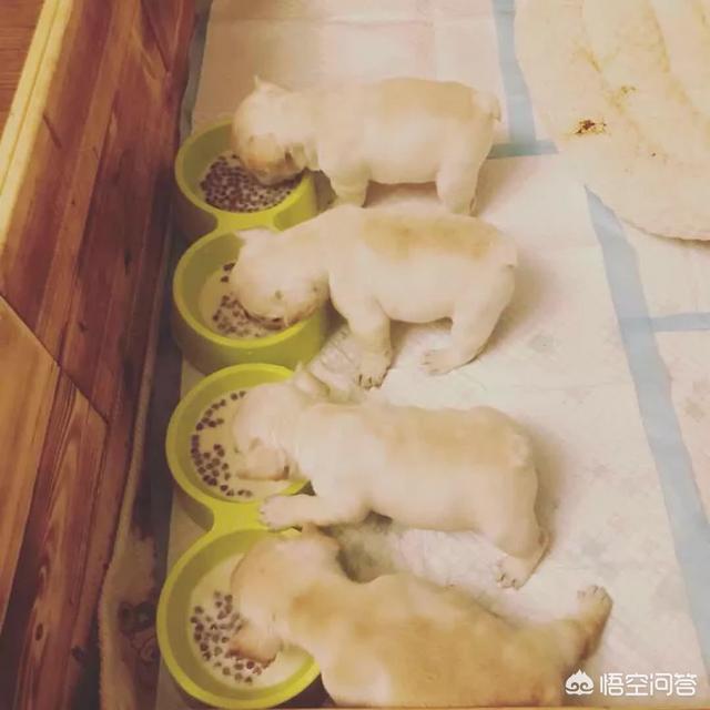 小巴哥犬感冒:巴哥犬能不能吹空调呢？有何依据？