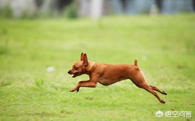 领养鹿犬:小鹿犬应该怎么养比较好？