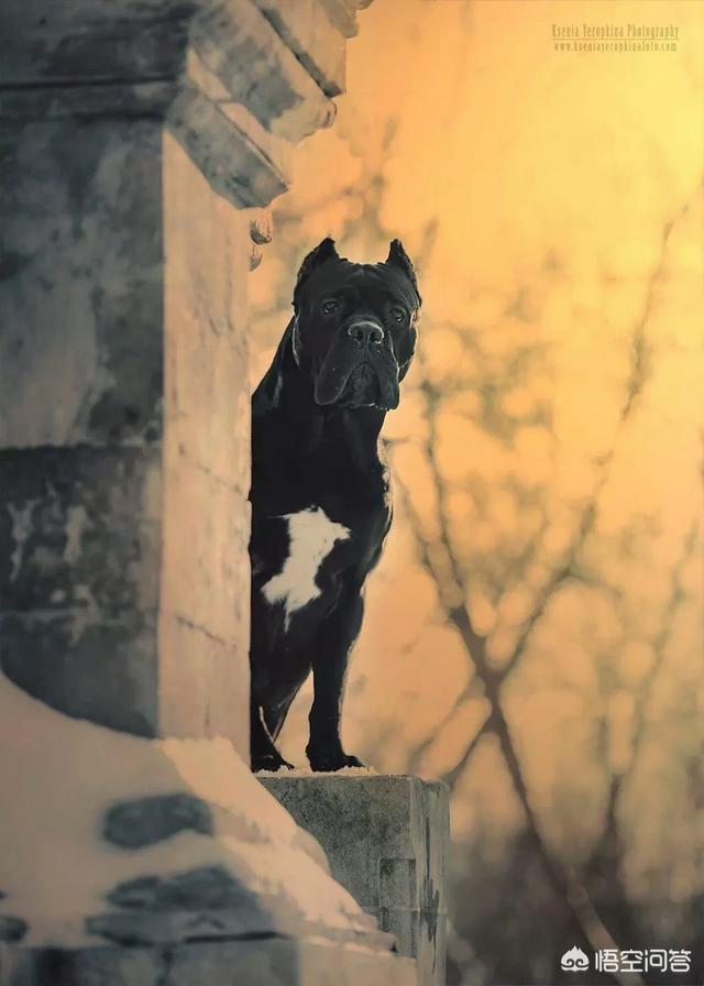 卡南犬护卫犬:有没有适合在城市里养的中小型护卫犬？