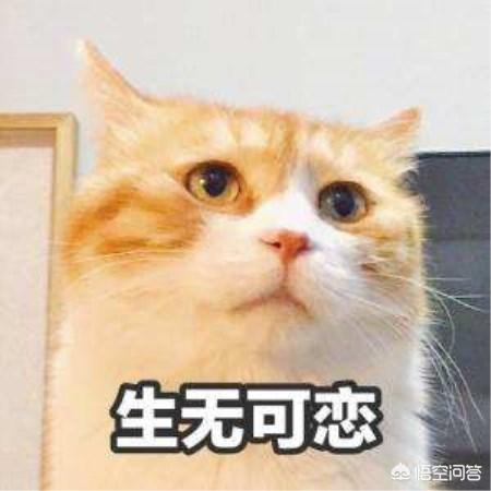 传说中只有败家娘们才能看懂的26个词，你认识几个？:畅拼音 第7张