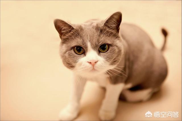 猫的特点:每只猫的性格真的都不同吗？