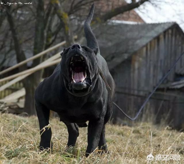 日本土佐犬打架:哪些狗狗脾气不好攻击性又超强？