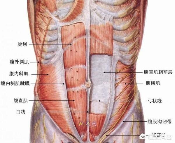 减大肚子微信群:请问用健腹轮能减肚子吗，听说健腹轮，只是练腹肌的？