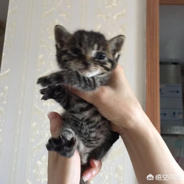 野猫的城市:流浪猫天天上我家吃饭为什么有时候不会来？