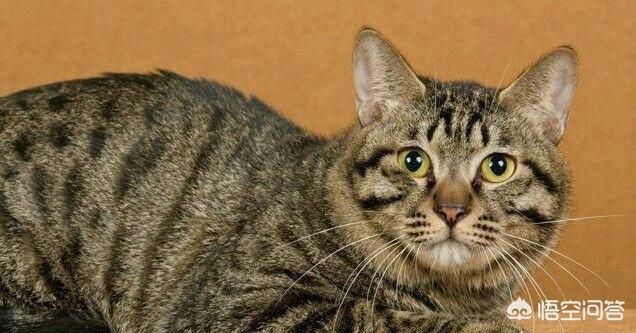中国狸花猫评判标准:橘猫和黄狸猫有什么区别呢？ 纯种狸花猫标准