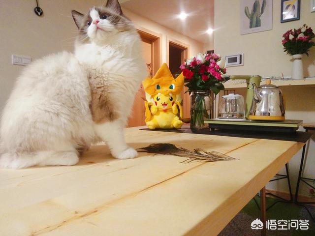 在三线城市,买一只布偶猫,大约要多少钱？