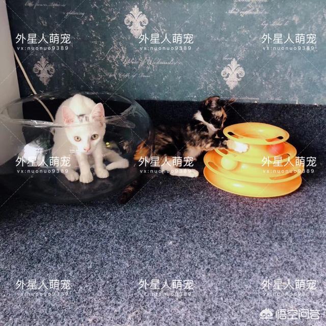 流浪猫和家猫的寿命差:为什么我养的猫都活不过两个月？ 流浪猫的寿命一般多少