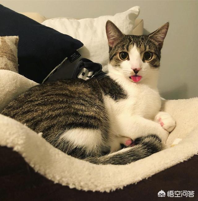 可爱的小猫咪动态:你认为猫猫什么时候最可爱？