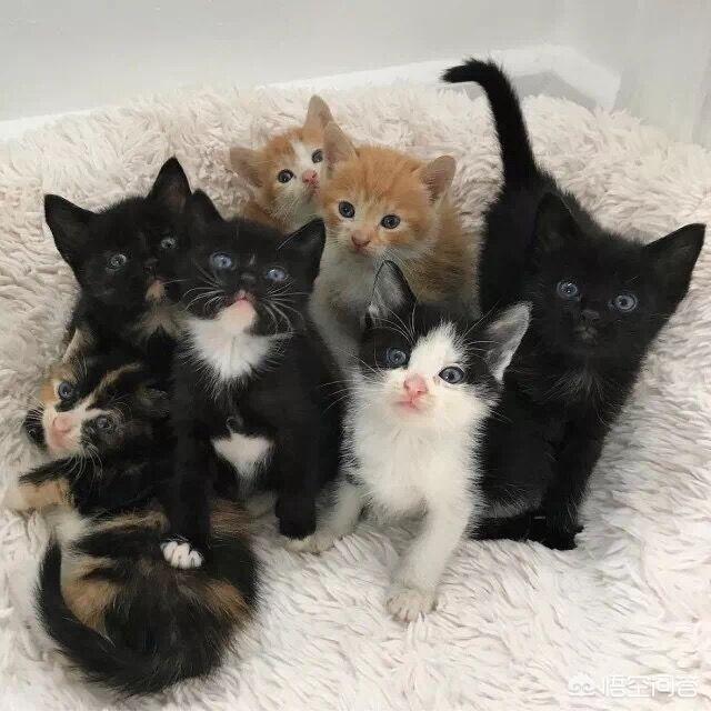 两周大的小猫吃什么:两周大的小猫吃什么好 2个月大的猫每天应该吃什么？