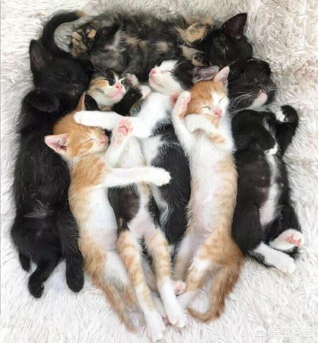 两周大的小猫吃什么:两周大的小猫吃什么好 2个月大的猫每天应该吃什么？