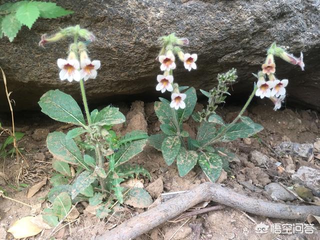 补肾花图片大全，农村田地里常见的列当是什么植物有什么用处