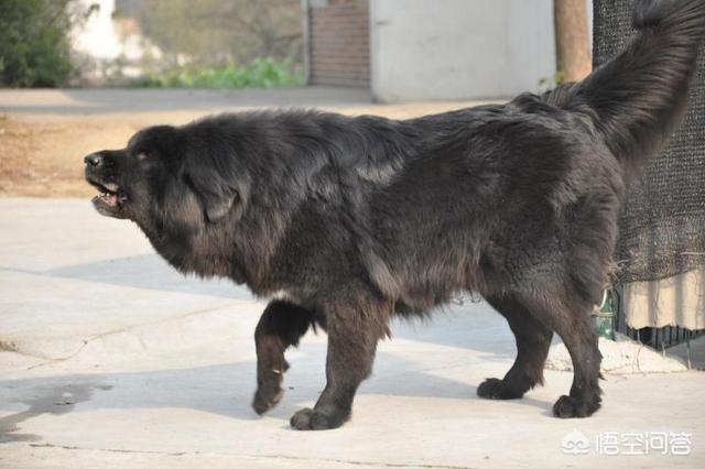 牛头獒忠诚吗:是藏獒忠诚还是田园犬忠诚？