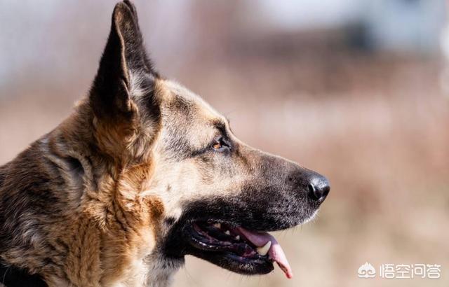 德牧:为什么警犬基本上都是德国牧羊犬？