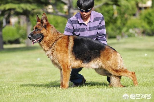 有平背德牧吗:德国牧羊犬中西德和东德有什么区别？