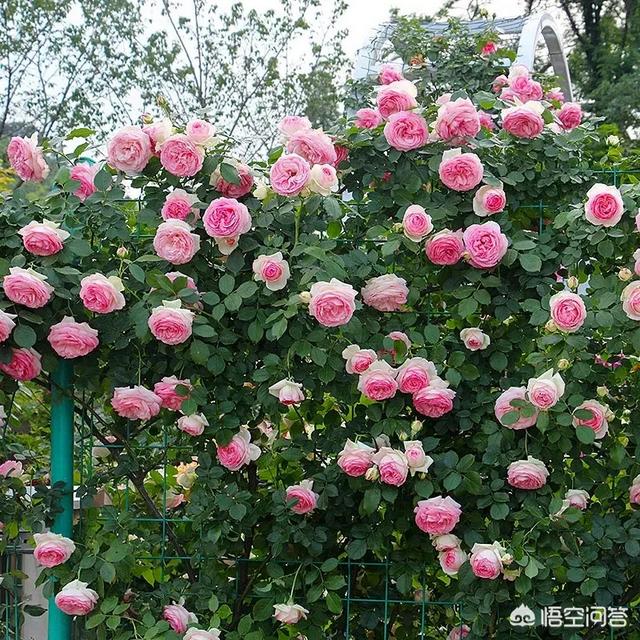 爬藤月季花的栽培:爬藤月季盆栽的夏天可以翻土吗？