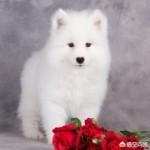广州宠物美容师培训多少钱:广州的宠物美容培训课程包含哪些？容不容易学会呀？