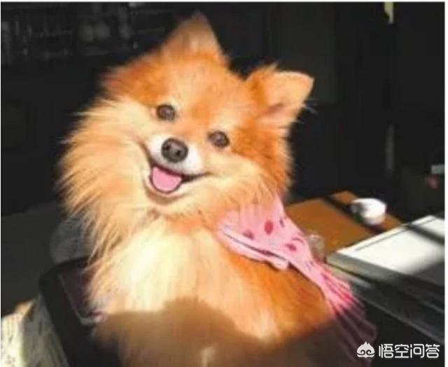 广州宠物美容师培训多少钱:广州的宠物美容培训课程包含哪些？容不容易学会呀？
