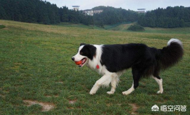 边界牧羊犬:边牧的智商可以高到什么程度？