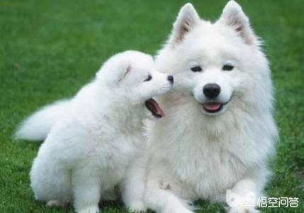 萨摩耶犬价格及图片:养一只萨摩耶每月大约得花多少钱？ 黑萨摩耶犬价格及图片