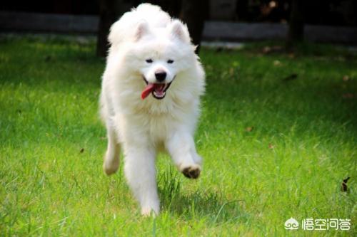萨摩耶犬价格及图片:养一只萨摩耶每月大约得花多少钱？ 黑萨摩耶犬价格及图片
