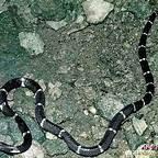银环蛇的毒性有多强，银环蛇的蛇毒对人的毒性大吗有多大
