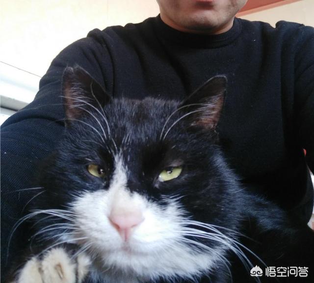 闷猫:家猫不出门会不会觉得闷呢？