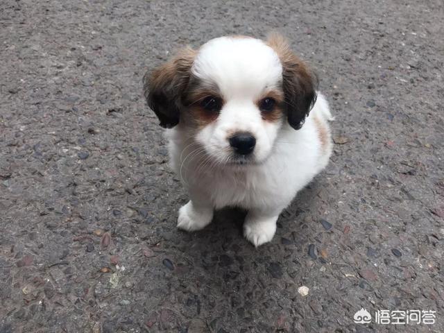 宠物粮:你为你家宠物选择宠物粮的标准是什么？