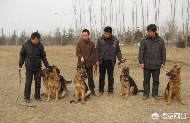 如何分辨杜兵狗图片:狗狗的外貌是不是一模一样的，主人是如何认得出自己的狗狗？