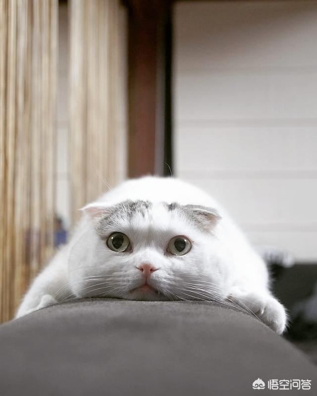 愤怒的猫咪头像:如何激怒一位猫咪爱好者？你做过这样的事吗？