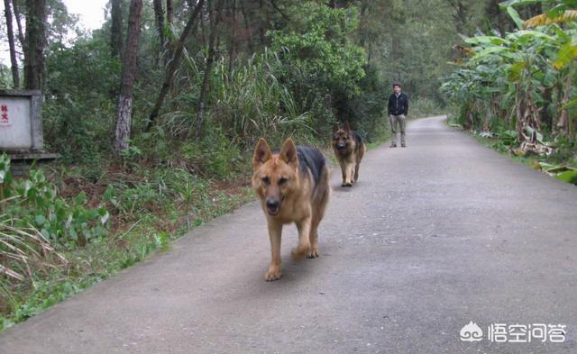 中华田园犬吧:中华田园犬有市场值价吗？如果大量养殖前景如何？