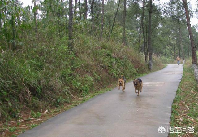 中华田园犬吧:中华田园犬有市场值价吗？如果大量养殖前景如何？