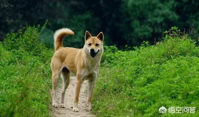 宠物犬:中华田园犬和宠物犬有什么区别？