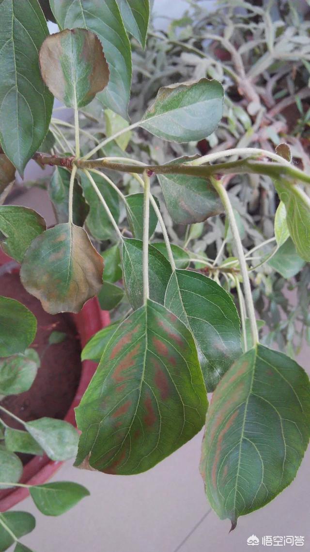 我说一下苹果斑点落叶病的症状,看是否与图片相符哈.