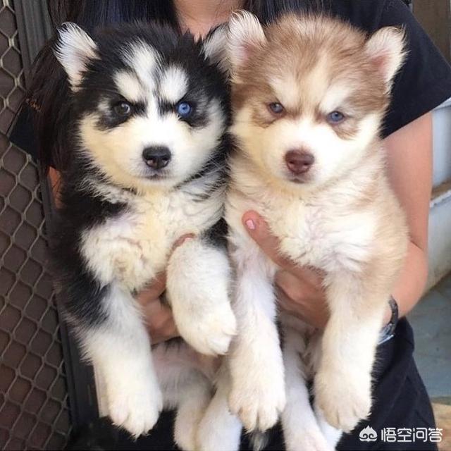 布偶猫吧的人有病:布偶猫好养吗？如何正确喂养？