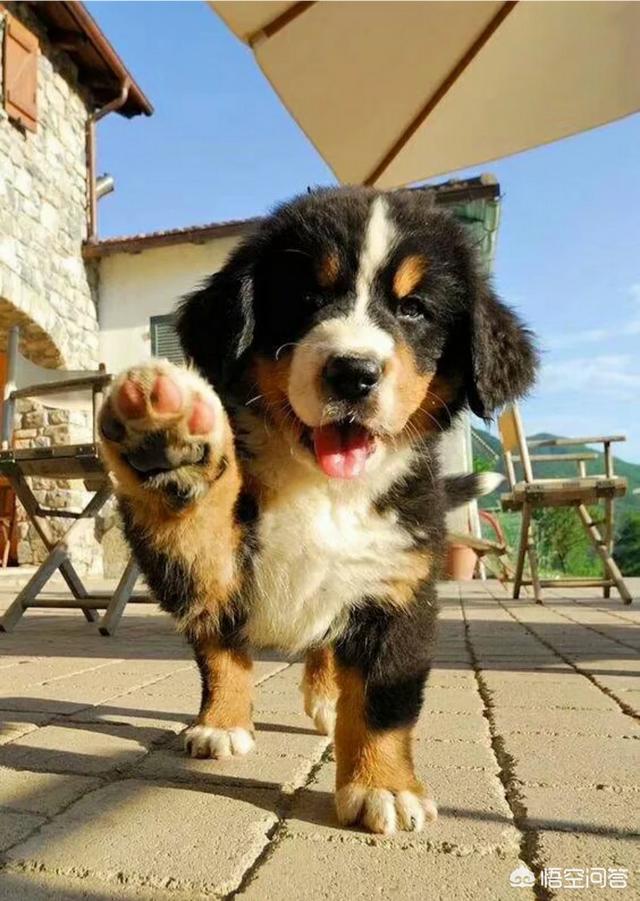 狂犬病症状有眼睛发红吗:如果被小狗舔到嘴唇以及内部会得狂犬病吗？