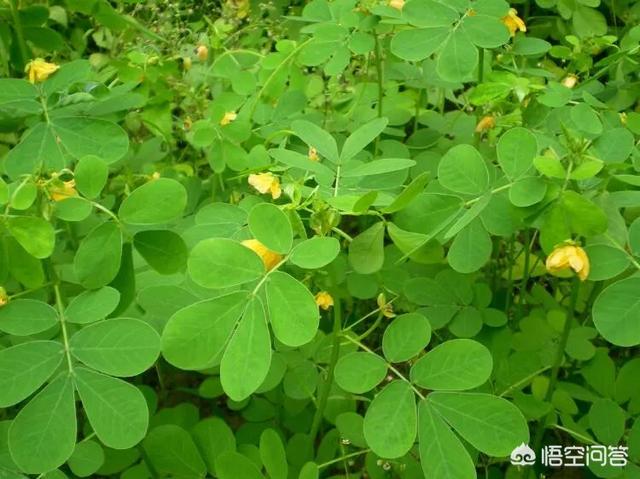 头条问答 - 草决明有哪些功效和作用?(12个回答)