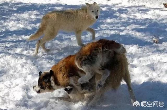 圣伯纳性格:假如一只宠物狗从小放到狼群里，长大后会变成狼吗？为什么？