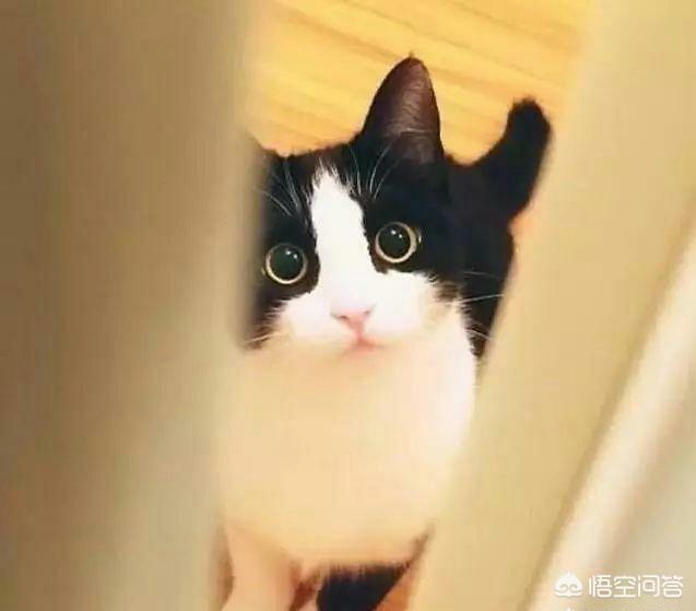 打小猫:打小猫哪里最长记性 猫咪怕主人打它吗？它会懂主人的意思吗？