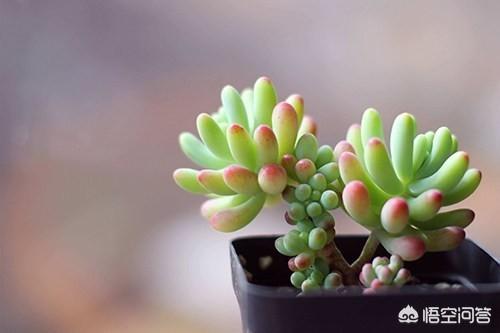 黄刺玫的养护方式:带锦的多肉怎么养护？价格贵不？