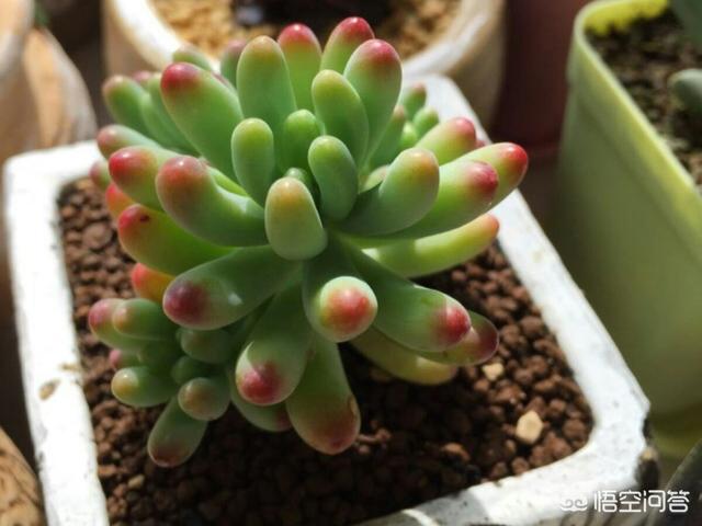 黄刺玫的养护方式:带锦的多肉怎么养护？价格贵不？