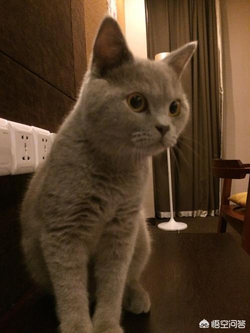 养狗十戒 日本:如何看待日本人说中国人没资格养狗？