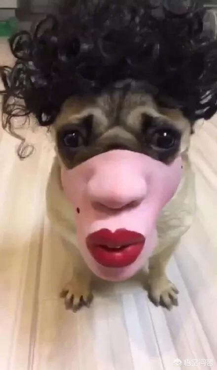 小巴哥犬感冒:巴哥犬能不能吹空调呢？有何依据？