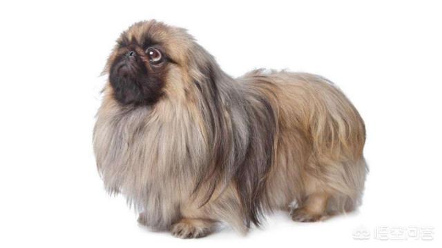 成都北京犬多少钱一只:京巴犬现在的价格是多少？