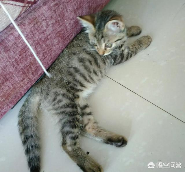 狸花猫是不是小时候都很瘦:养不熟的猫还要继续养下去吗？