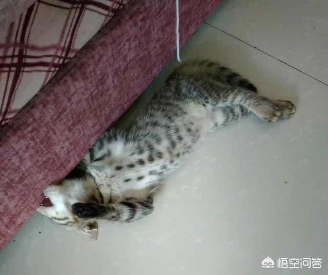 狸花猫是不是小时候都很瘦:养不熟的猫还要继续养下去吗？